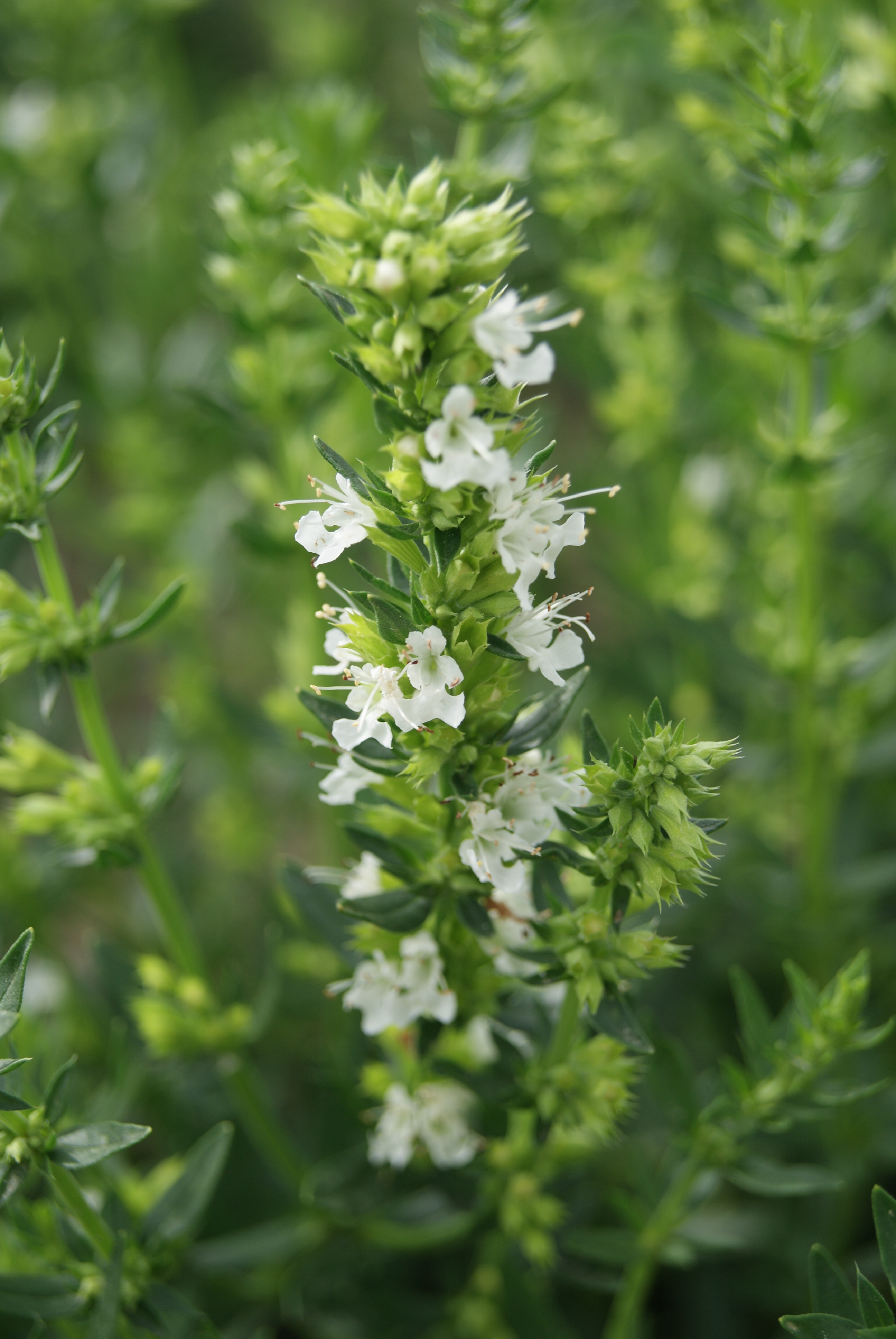 semena yzop, izop, Hyssopus officinalis, biely yzop,